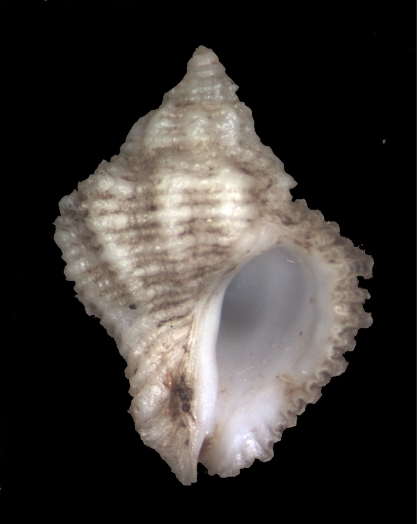 Una piccola Coralliophila